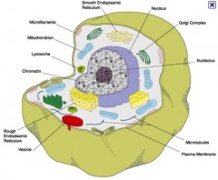 What Are The Materials And Steps To Make An Animal Cell Model? (can't Be  Edible) - Blurtit